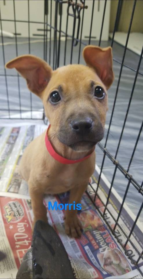 Morris 2