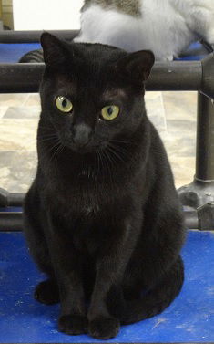 Susan, an adoptable Domestic Short Hair in Massapequa, NY, 11758 | Photo Image 1