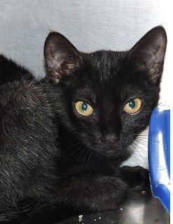 Susan, an adoptable Domestic Short Hair in Massapequa, NY, 11758 | Photo Image 2