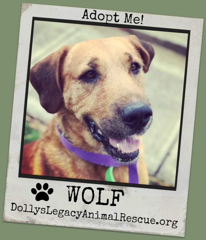 WOLF - Howl'oween Adoption Special!