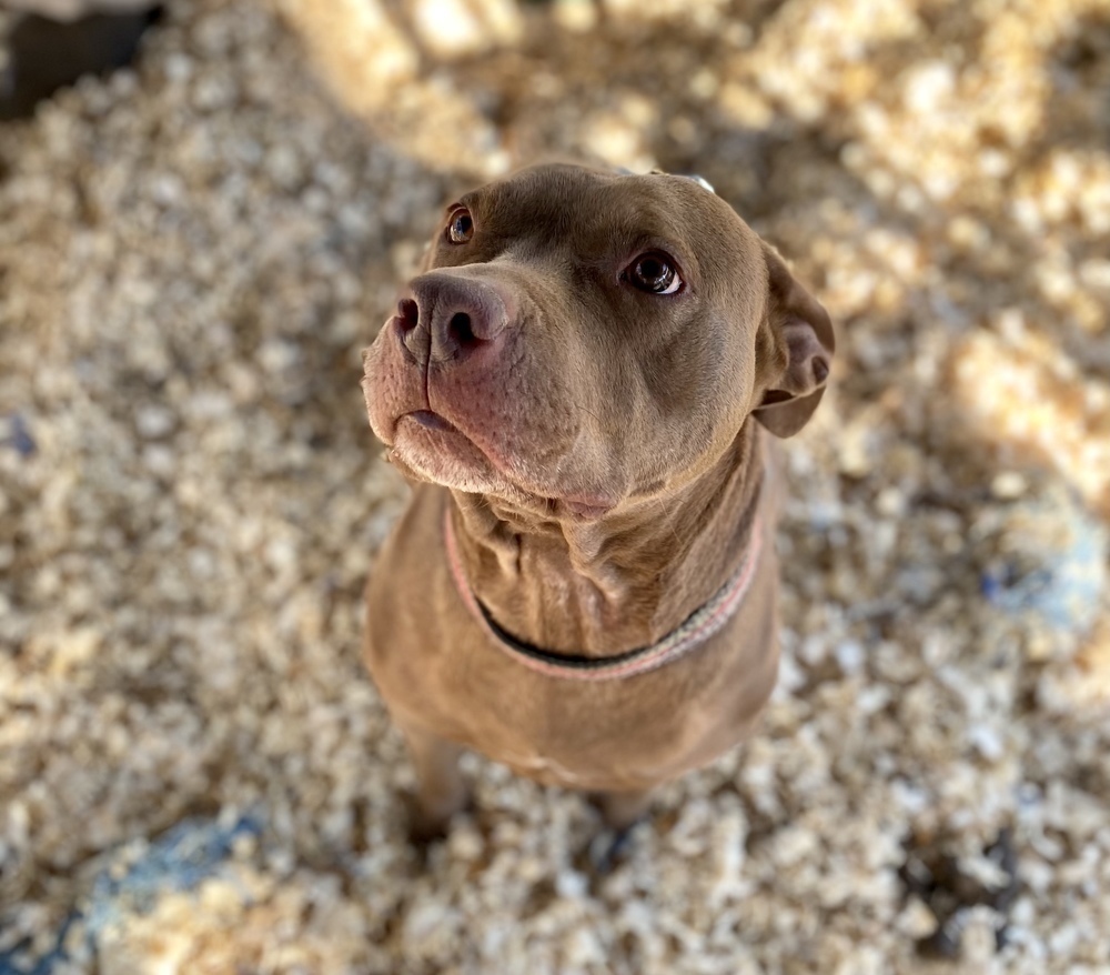 Amber, an adoptable Pit Bull Terrier in Troy, AL, 36081 | Photo Image 1