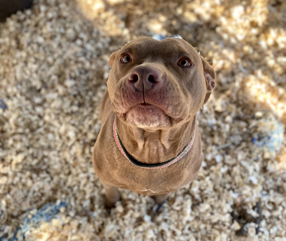 Amber, an adoptable Pit Bull Terrier in Troy, AL, 36081 | Photo Image 2