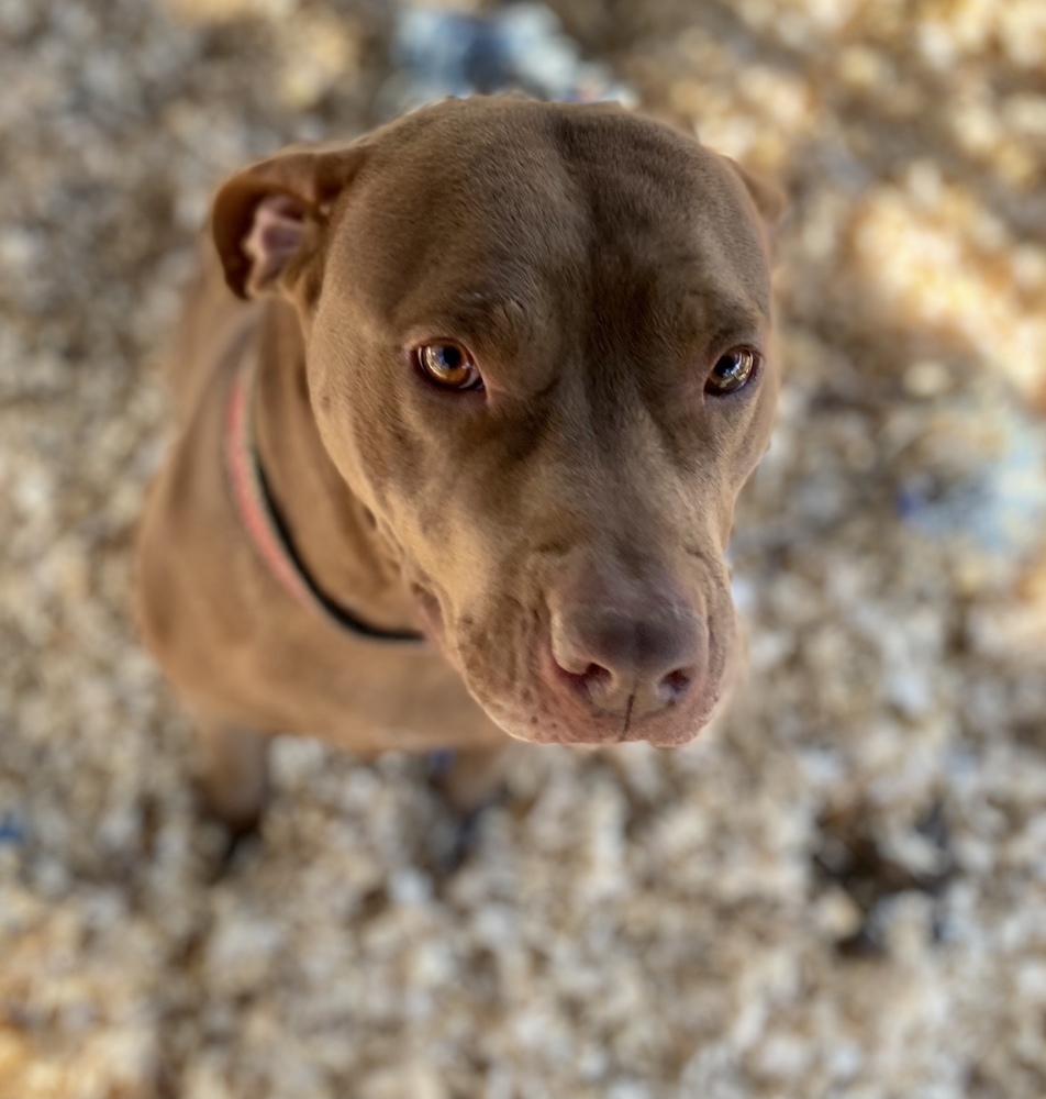 Amber, an adoptable Pit Bull Terrier in Troy, AL, 36081 | Photo Image 3