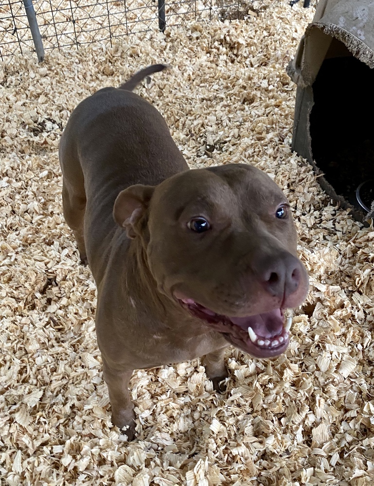 Amber, an adoptable Pit Bull Terrier in Troy, AL, 36081 | Photo Image 5