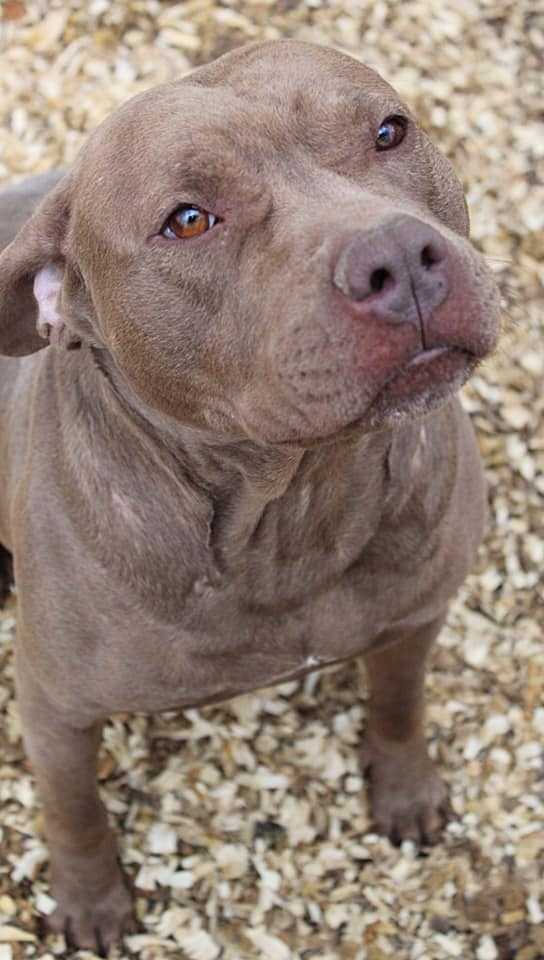 Amber, an adoptable Pit Bull Terrier in Troy, AL, 36081 | Photo Image 6