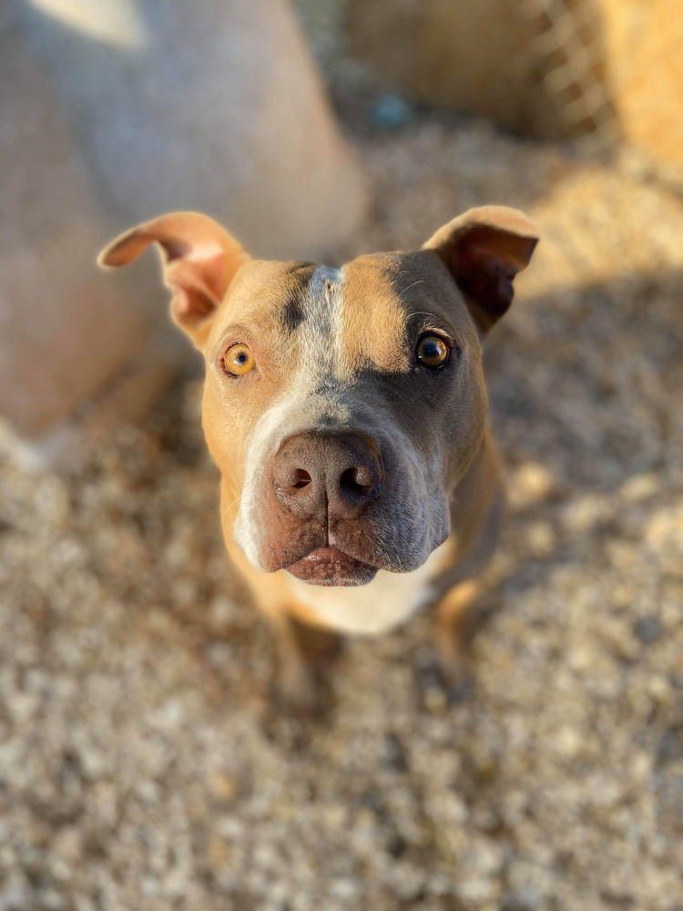 Bruce Almighty, an adoptable Boxer, Mastiff in Troy, AL, 36081 | Photo Image 2