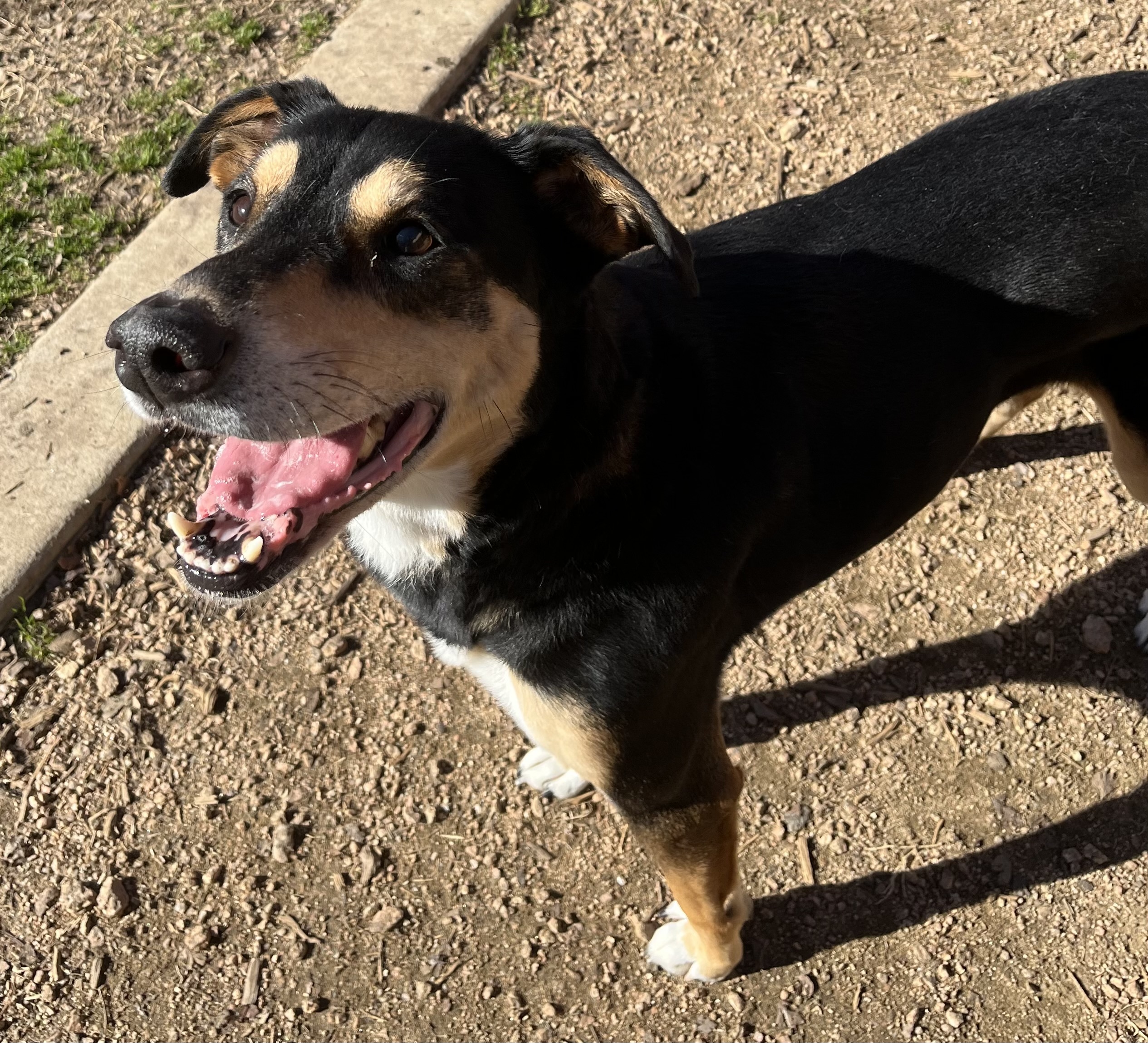 Jill*A154774, an adoptable German Shepherd Dog in Plano, TX, 75093 | Photo Image 2