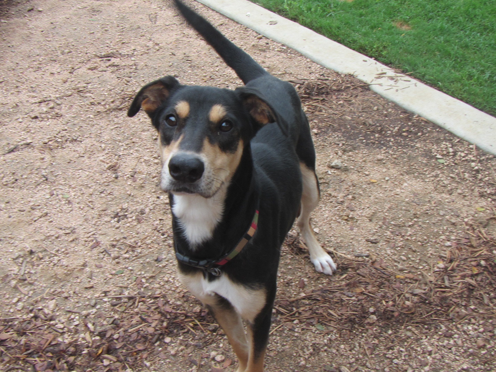 Jill*A154774, an adoptable German Shepherd Dog in Plano, TX, 75093 | Photo Image 3
