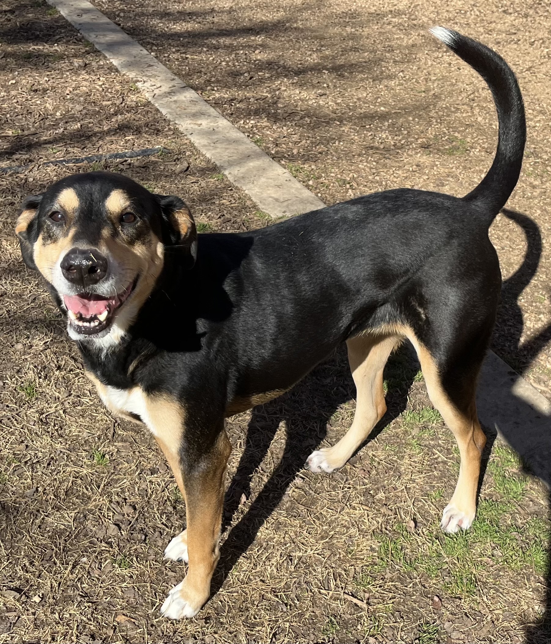 Jill*A154774, an adoptable German Shepherd Dog in Plano, TX, 75093 | Photo Image 1