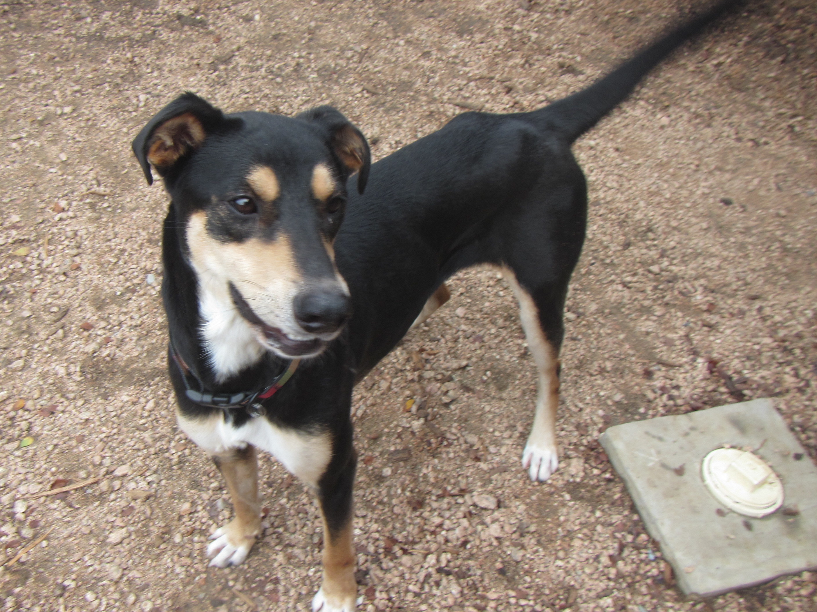 Jill*A154774, an adoptable German Shepherd Dog in Plano, TX, 75093 | Photo Image 4