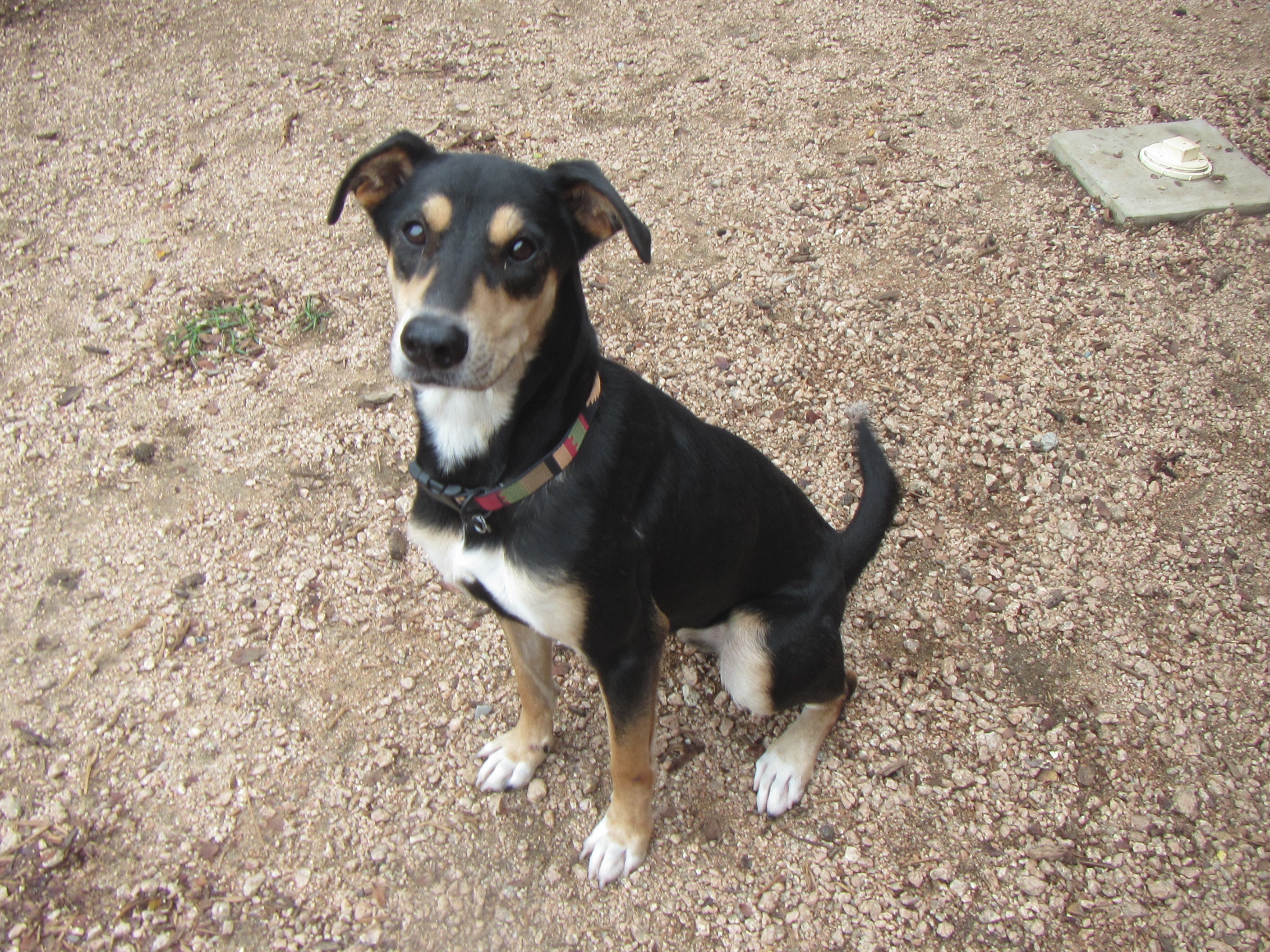 Jill*A154774, an adoptable German Shepherd Dog in Plano, TX, 75093 | Photo Image 5