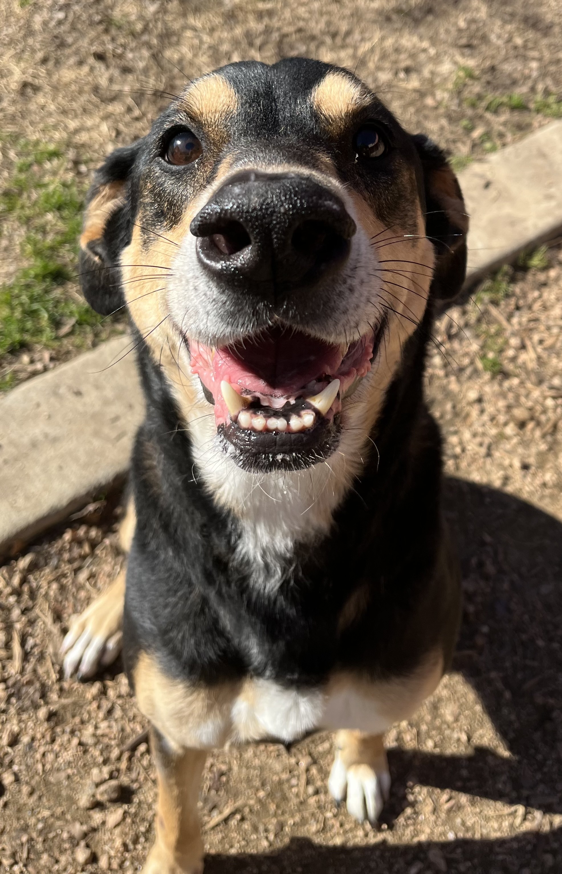 Jill*A154774, an adoptable German Shepherd Dog in Plano, TX, 75093 | Photo Image 6