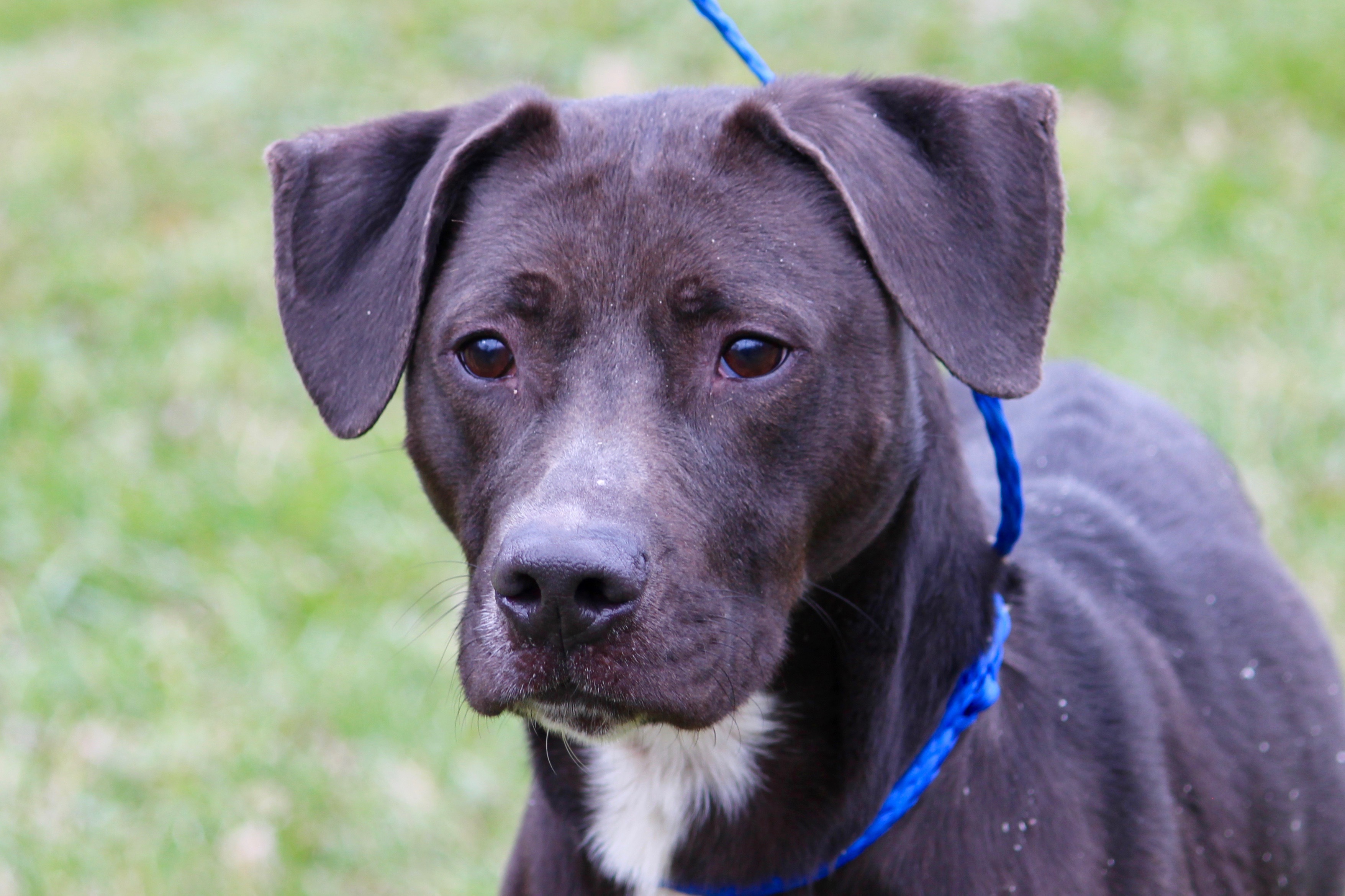 LIAM, an adoptable Mixed Breed, Terrier in Brazil, IN, 47834 | Photo Image 1