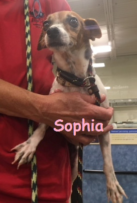 Sophia 1