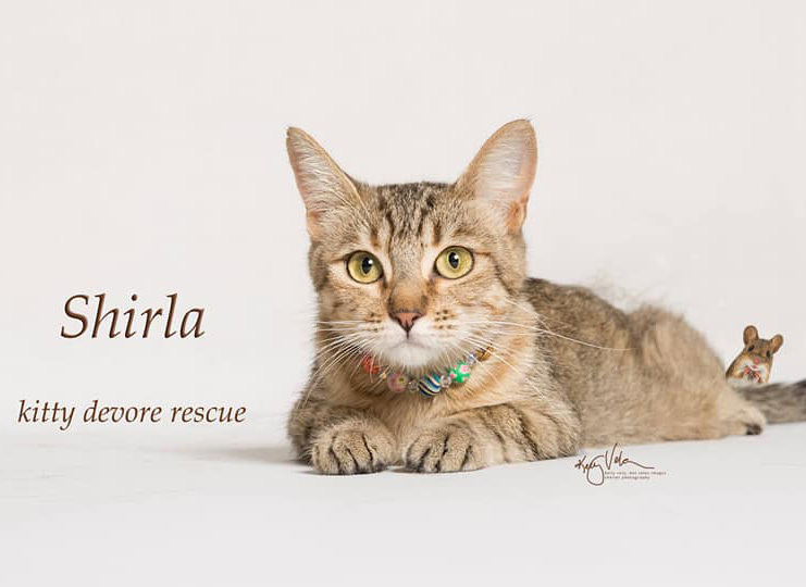 Shirla (Social & Playful), an adoptable Domestic Short Hair, Torbie in Corona, CA, 92881 | Photo Image 1