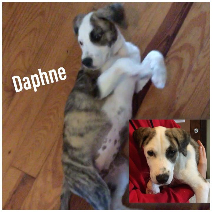 Daphne 1