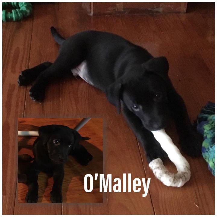 O'Malley 1