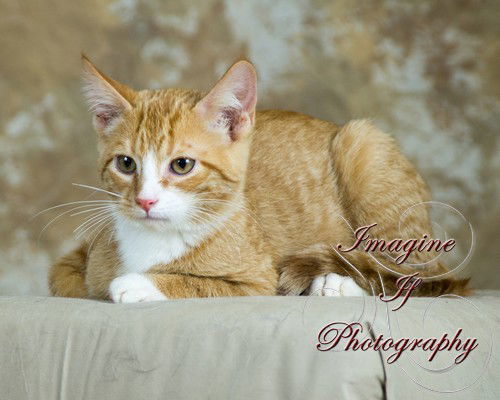 Ken, an adoptable Domestic Short Hair in Crescent, OK, 73028 | Photo Image 1