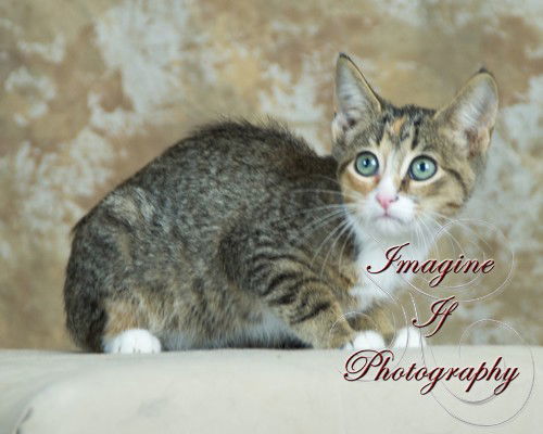 Gretta, an adoptable Domestic Short Hair in Crescent, OK, 73028 | Photo Image 1