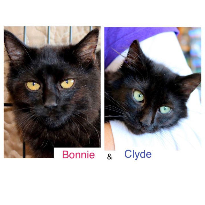 Bonnie & Clyde 1