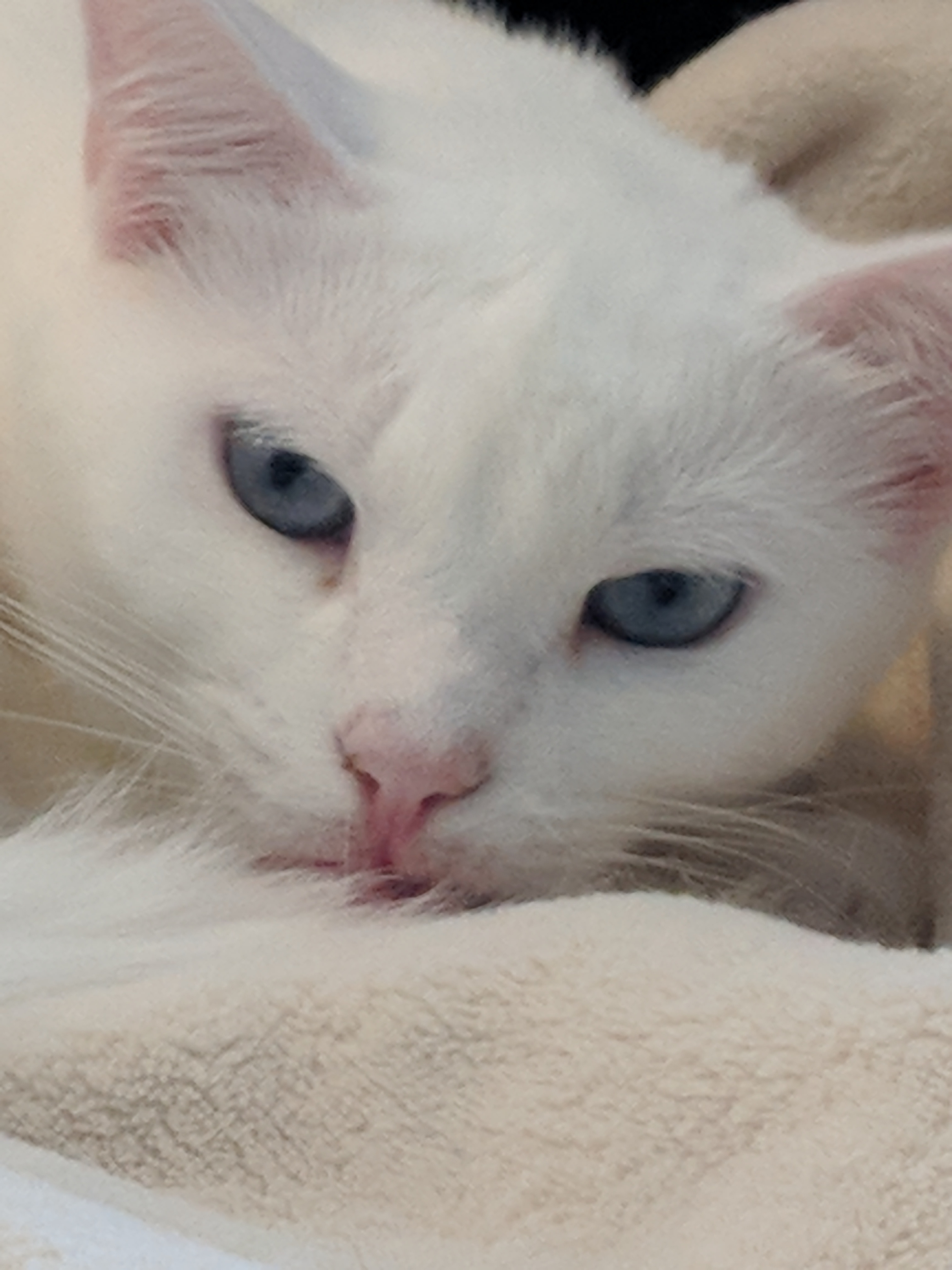 Pandora, an adoptable Siamese, Oriental Short Hair in Westford, MA, 01886 | Photo Image 1