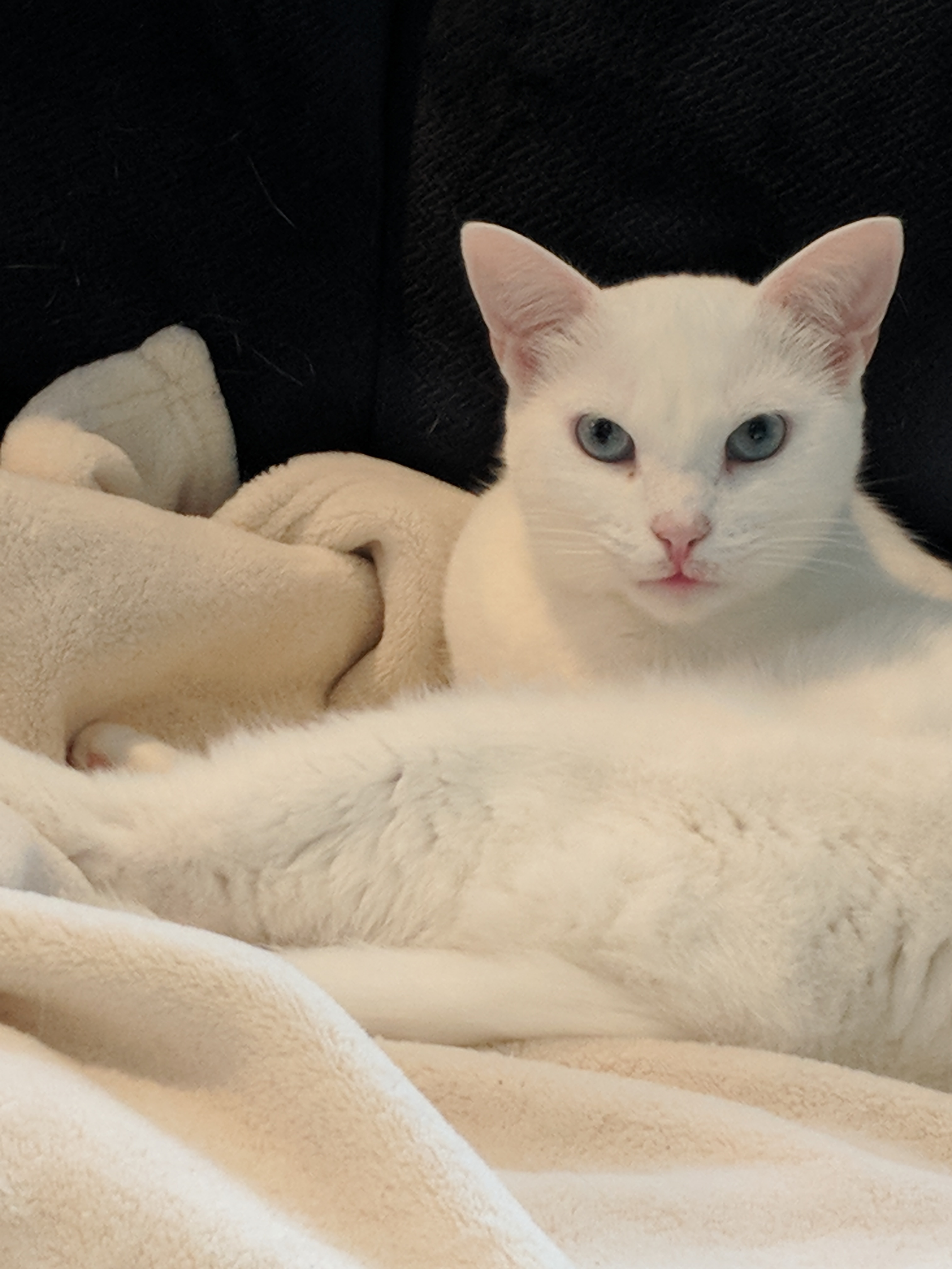 Pandora, an adoptable Siamese, Oriental Short Hair in Westford, MA, 01886 | Photo Image 2