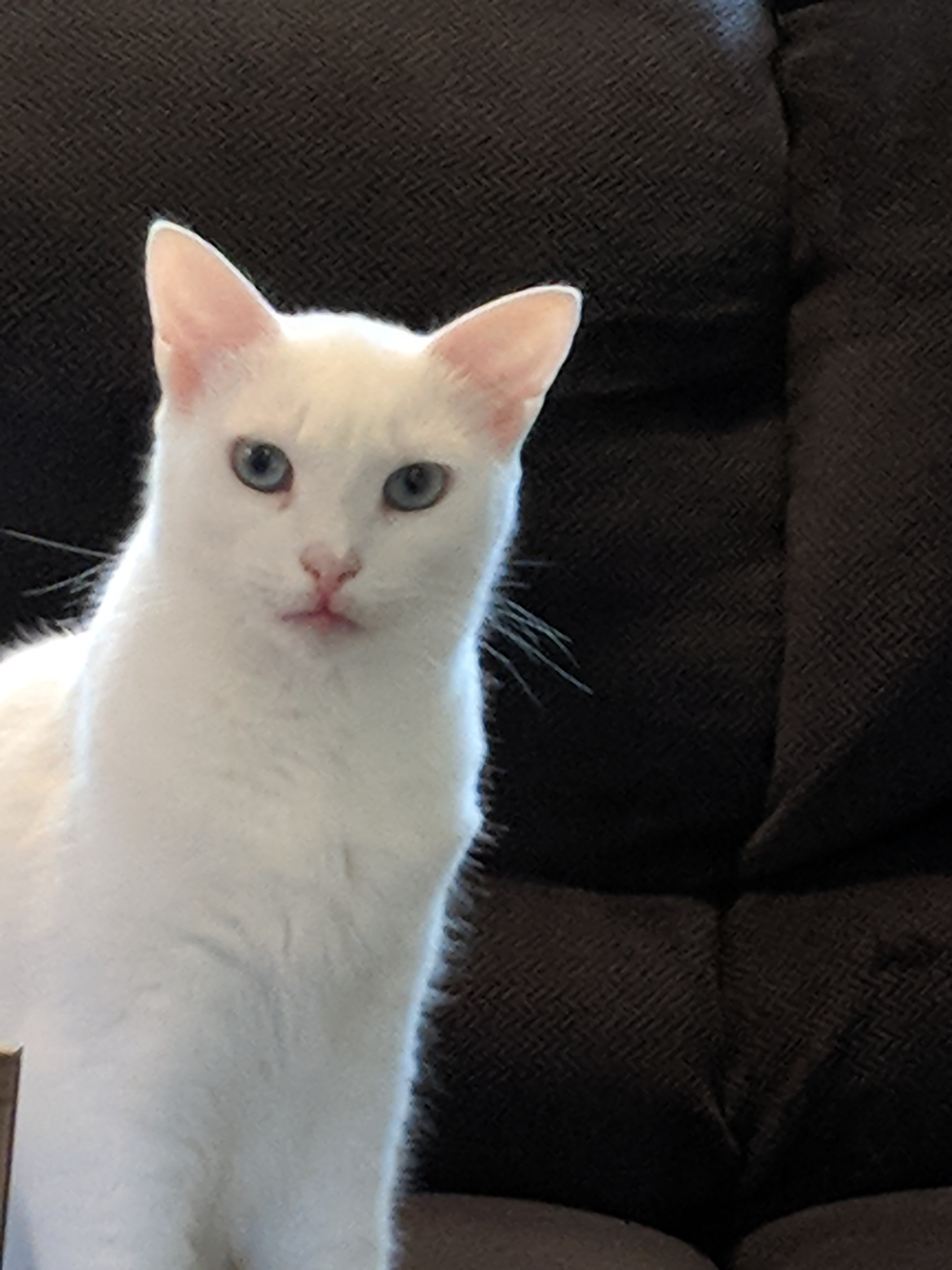 Pandora, an adoptable Siamese, Oriental Short Hair in Westford, MA, 01886 | Photo Image 3