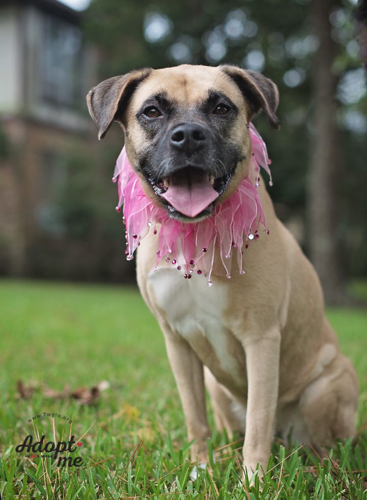 Summer, an adopted Black Mouth Cur & Boxer Mix in Kingwood, TX_image-3