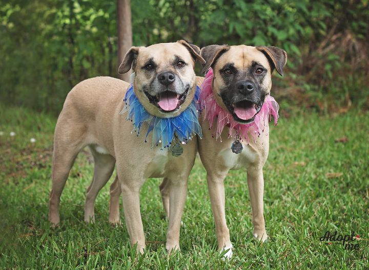 Summer, an adopted Black Mouth Cur & Boxer Mix in Kingwood, TX_image-5