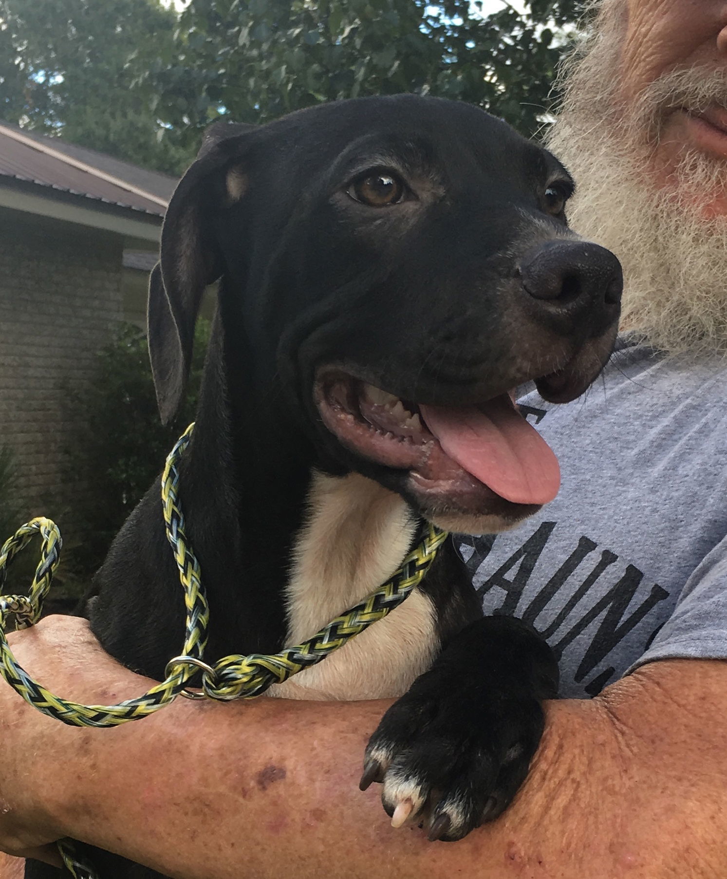 Checkers, an adoptable Labrador Retriever in Slidell, LA, 70469 | Photo Image 1