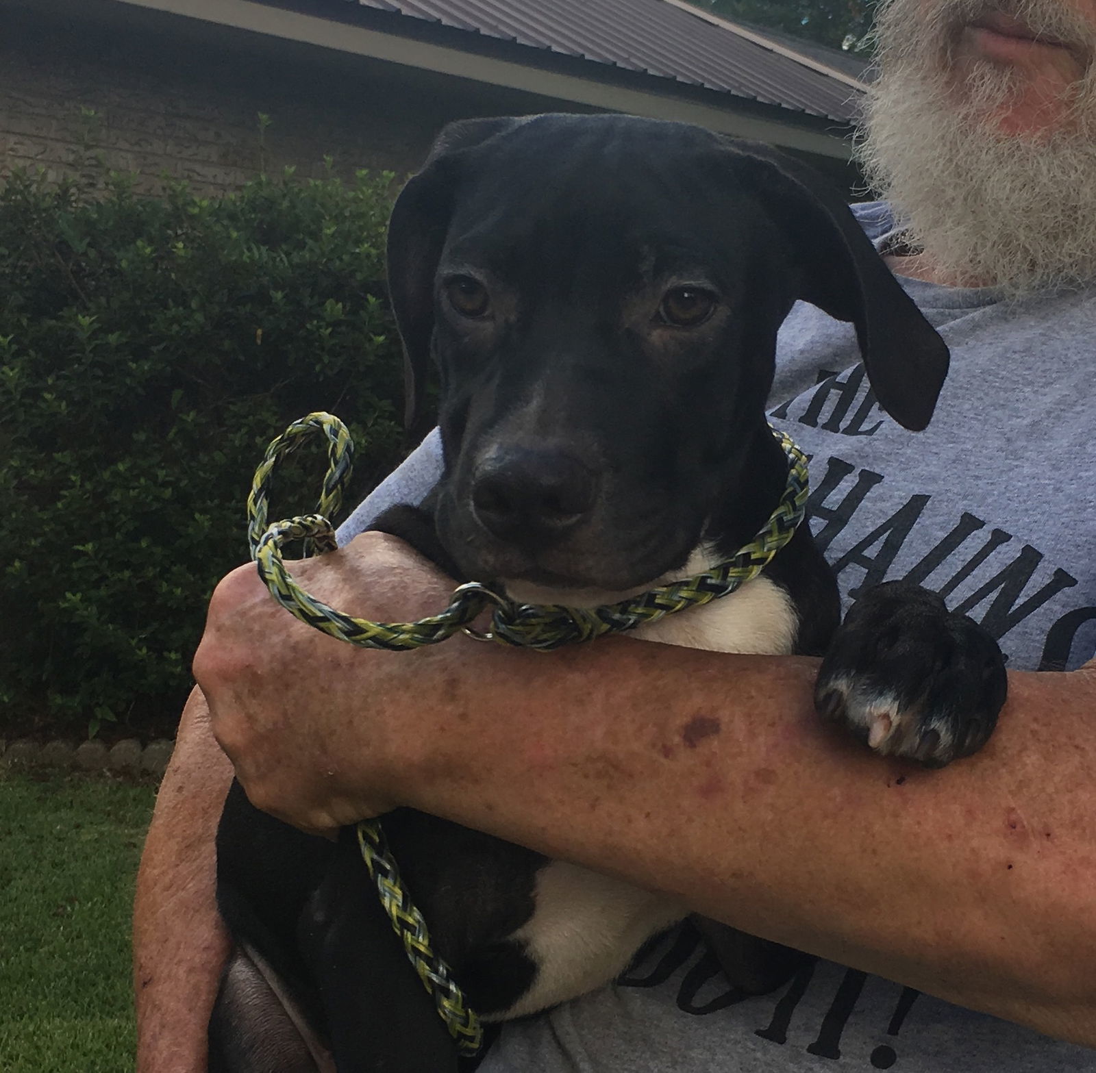 Checkers, an adoptable Labrador Retriever in Slidell, LA, 70469 | Photo Image 2