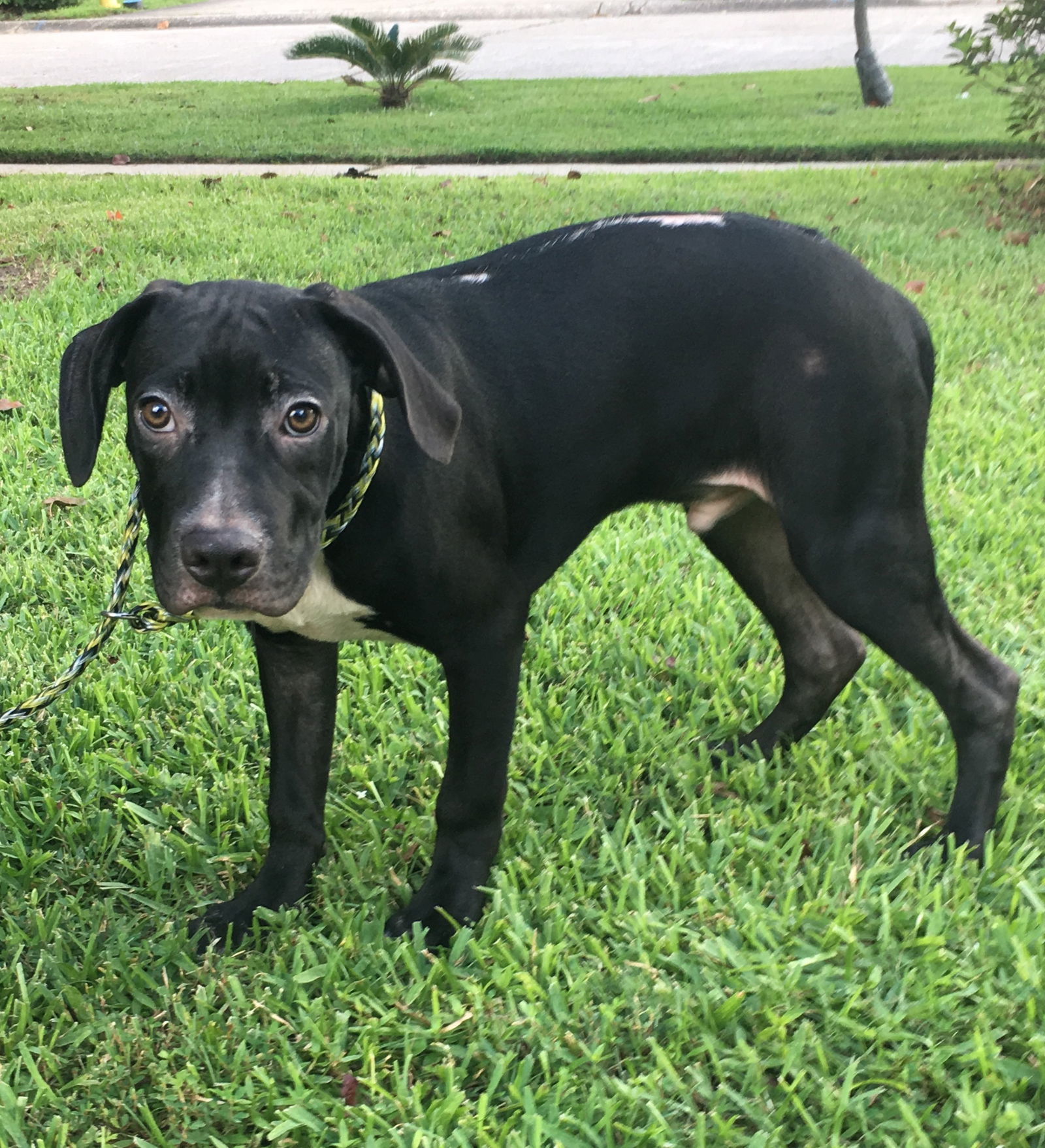 Checkers, an adoptable Labrador Retriever in Slidell, LA, 70469 | Photo Image 3