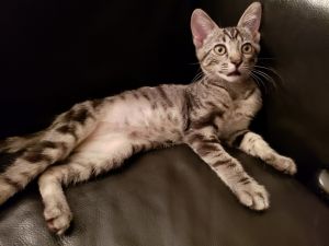 Clyde