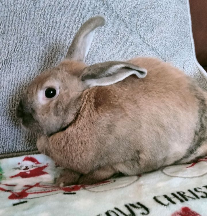 Pandora, an adoptable Bunny Rabbit in Garland, TX_image-1