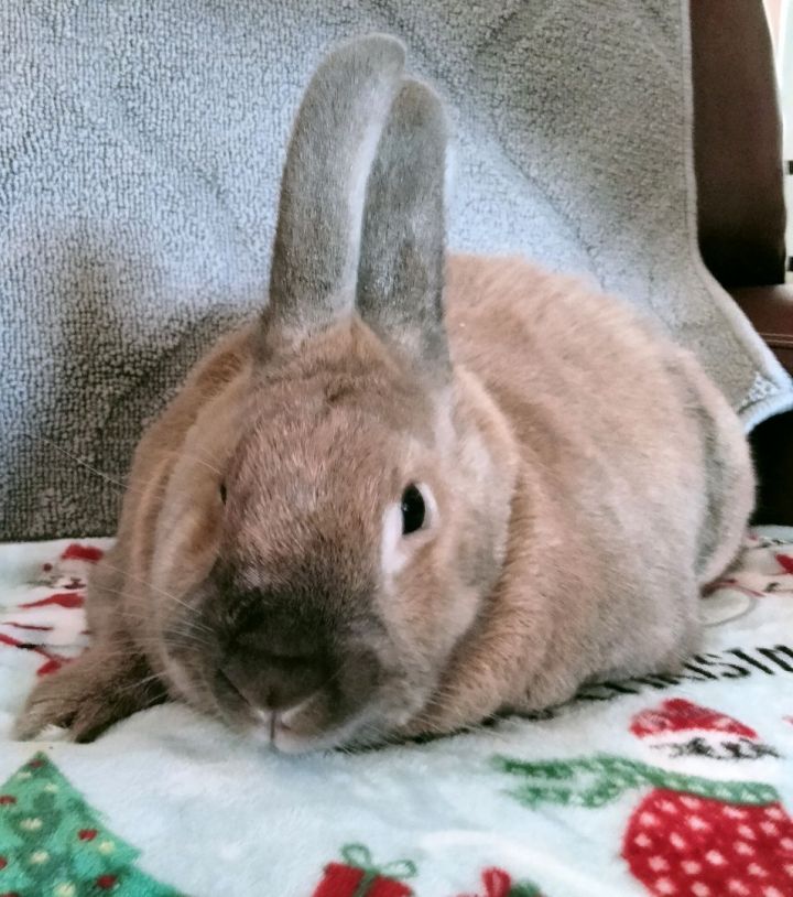 Pandora, an adopted Bunny Rabbit in Garland, TX_image-3