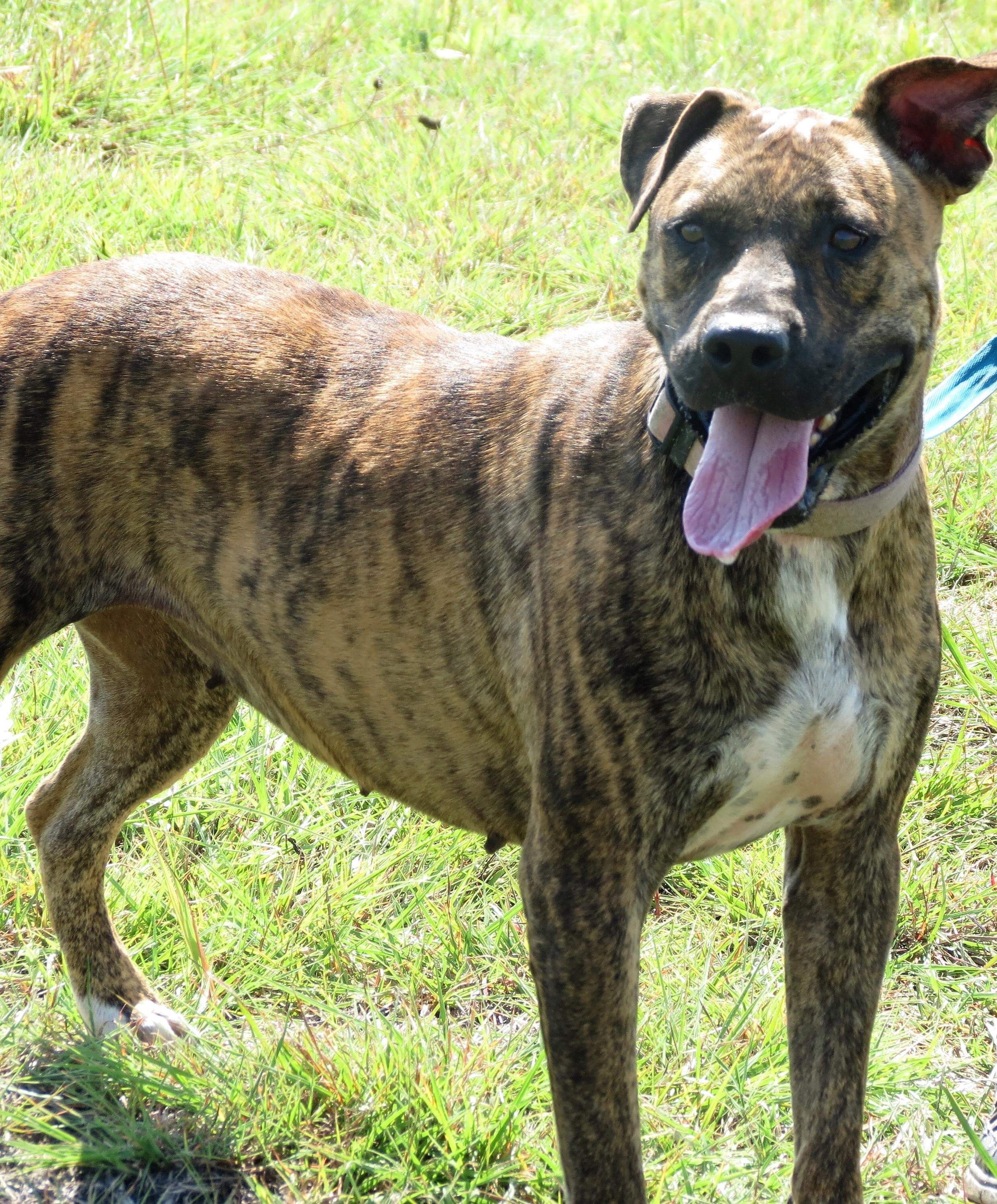 Dog for adoption - TULSA, an American Staffordshire ...