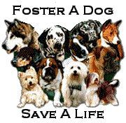Fosters needed to save a life