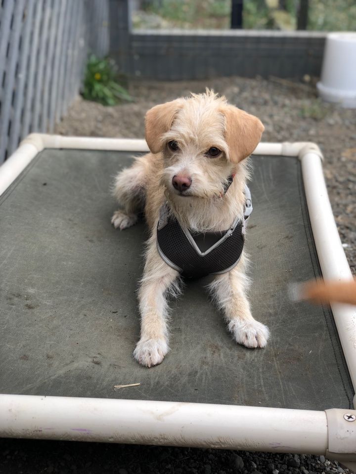 Max, an adopted Terrier Mix in Petaluma, CA_image-2