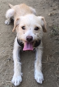 Max, an adopted Terrier Mix in Petaluma, CA_image-5
