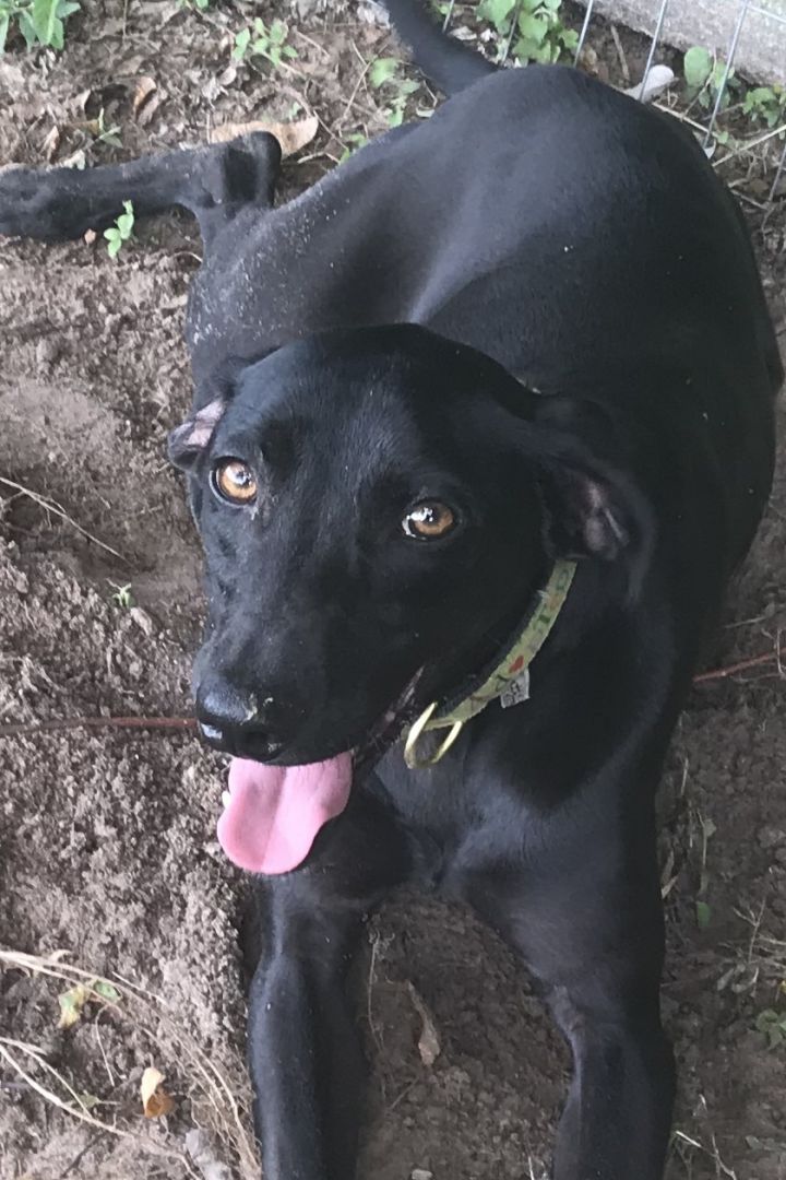 Dog For Adoption Leo A Whippet Labrador Retriever Mix In