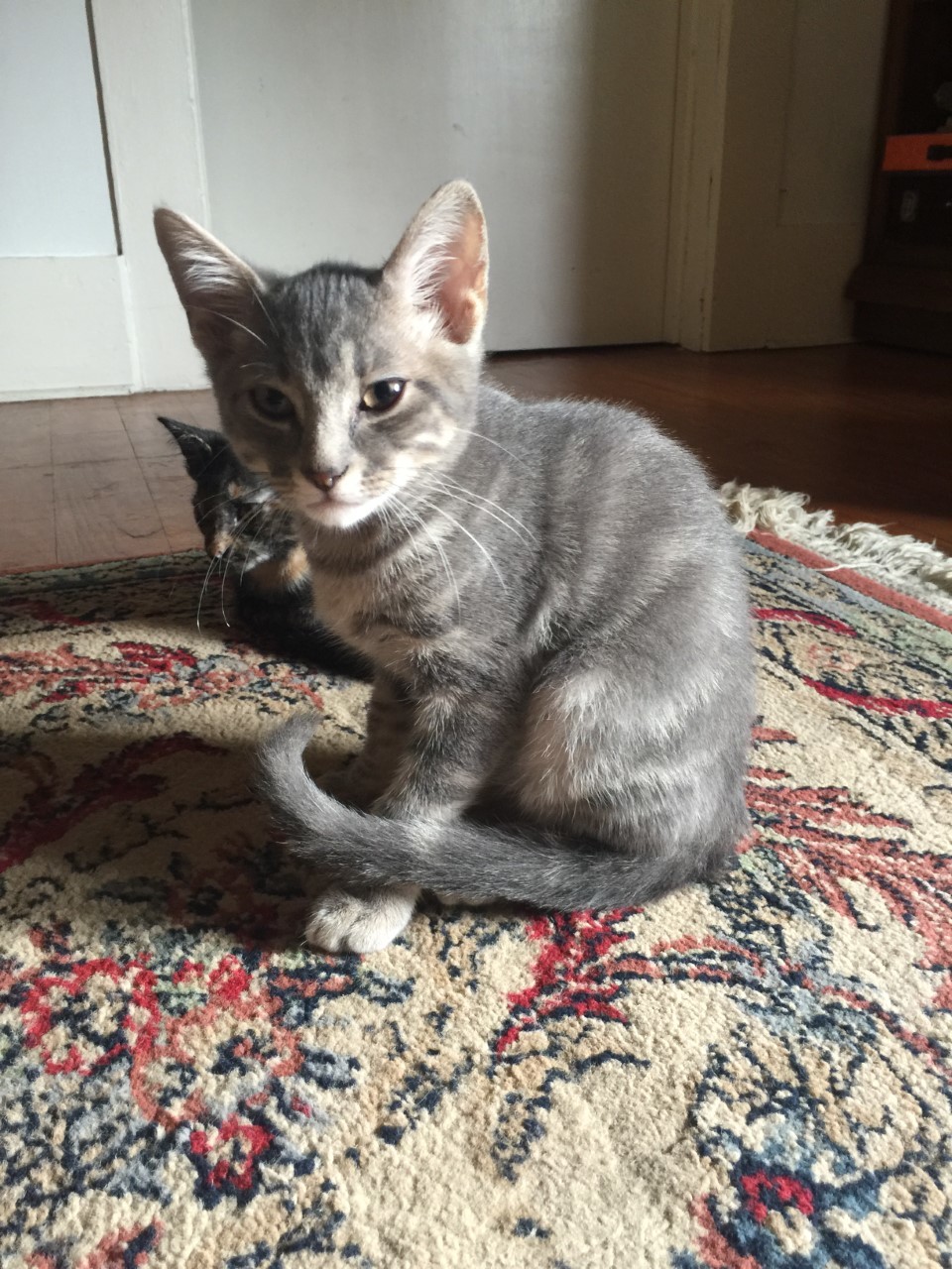 Moon, an adoptable Domestic Short Hair in Folsom, LA, 70437 | Photo Image 1