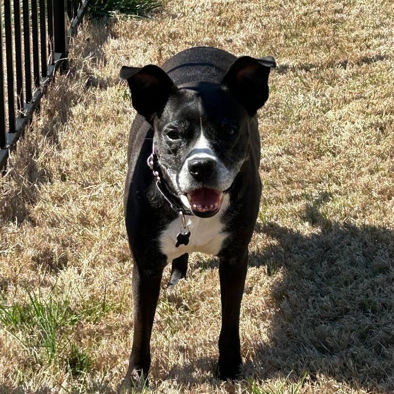 Shamu, an adoptable Labrador Retriever, Boxer in Charlotte, NC, 28215 | Photo Image 2