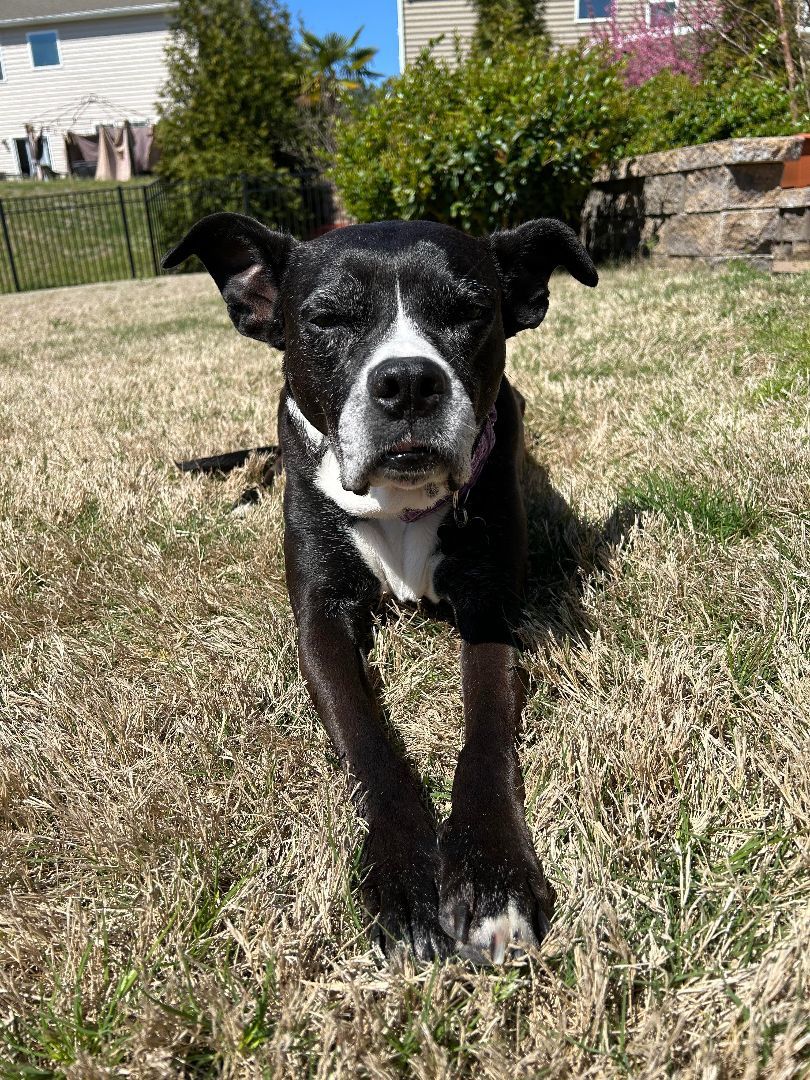 Shamu, an adoptable Labrador Retriever, Boxer in Charlotte, NC, 28215 | Photo Image 5