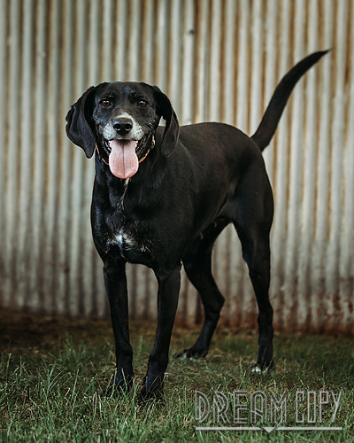 Dog For Adoption Leah Age 7 Drd Graduate A Labrador