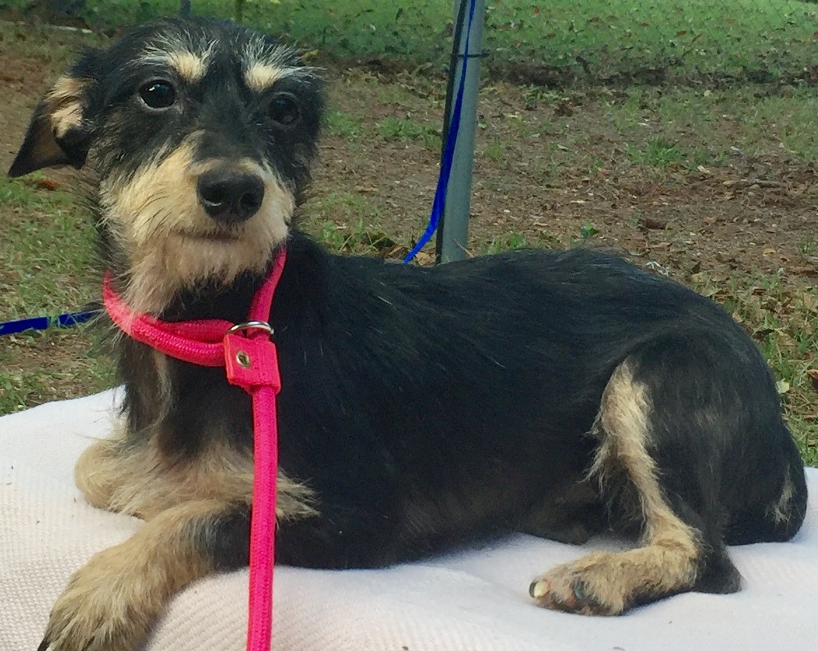 italian greyhound schnauzer mix