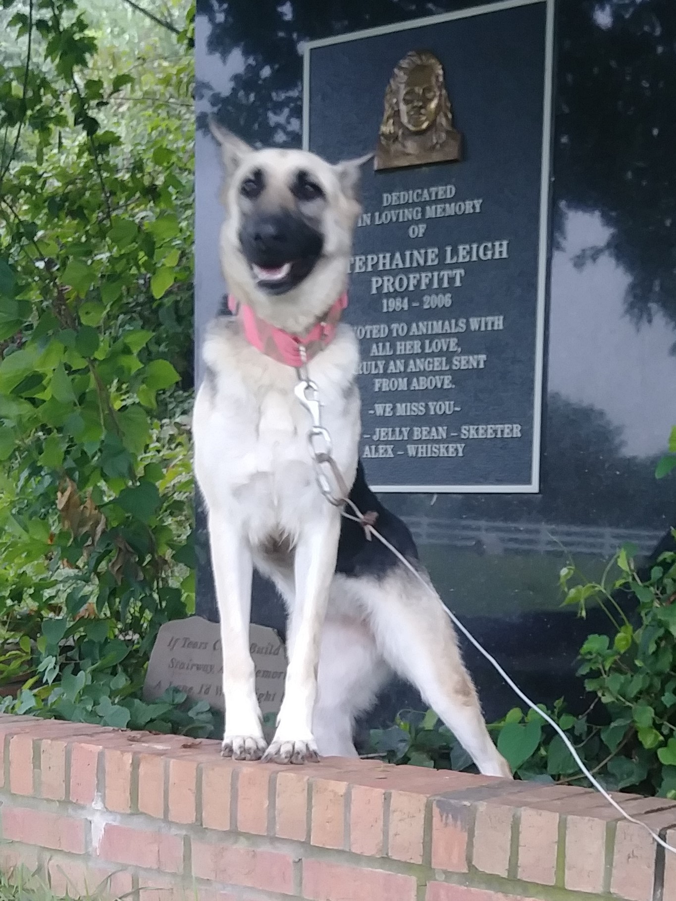ANNIE, an adoptable German Shepherd Dog in Owensboro, KY, 42302 | Photo Image 1