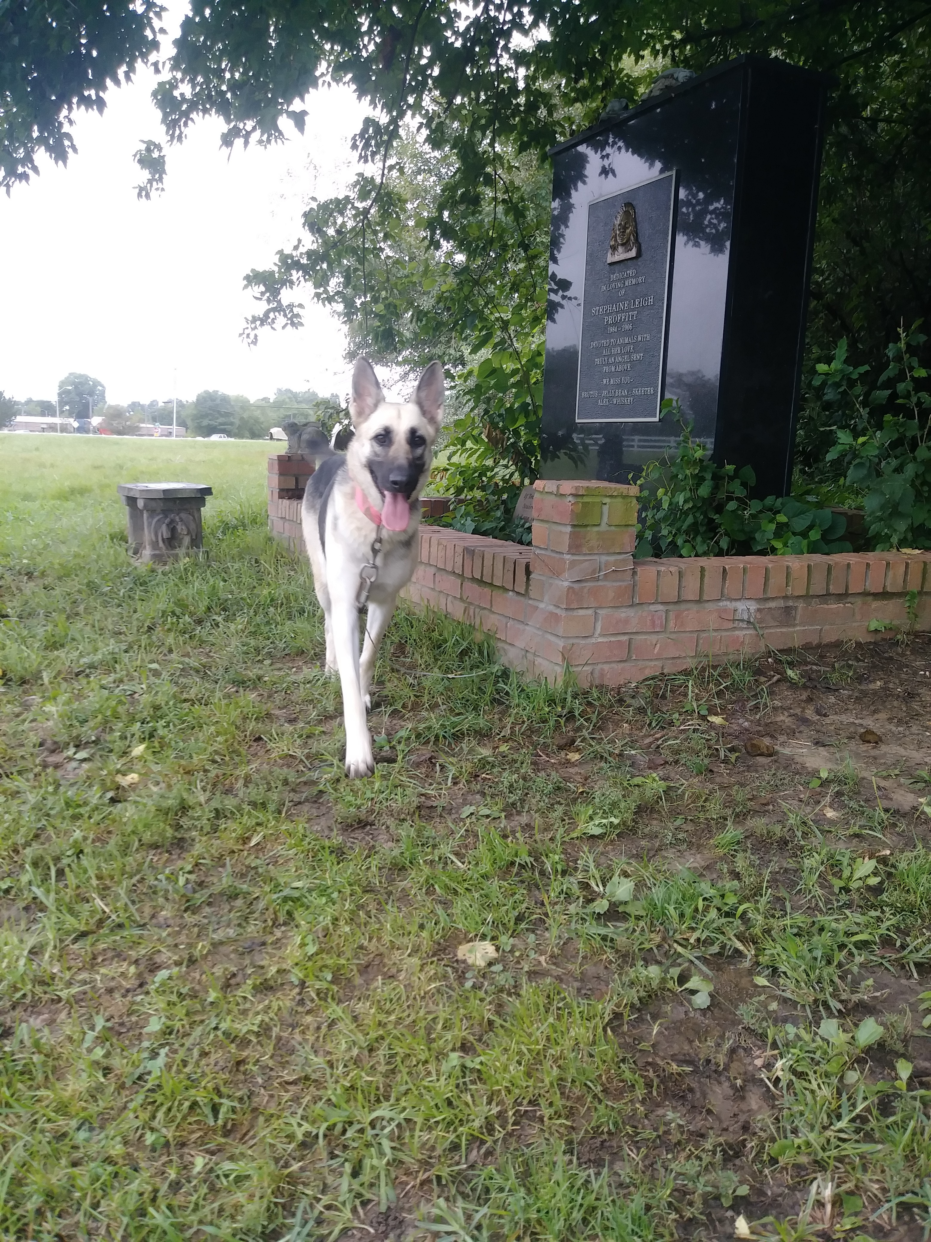 ANNIE, an adoptable German Shepherd Dog in Owensboro, KY, 42302 | Photo Image 2