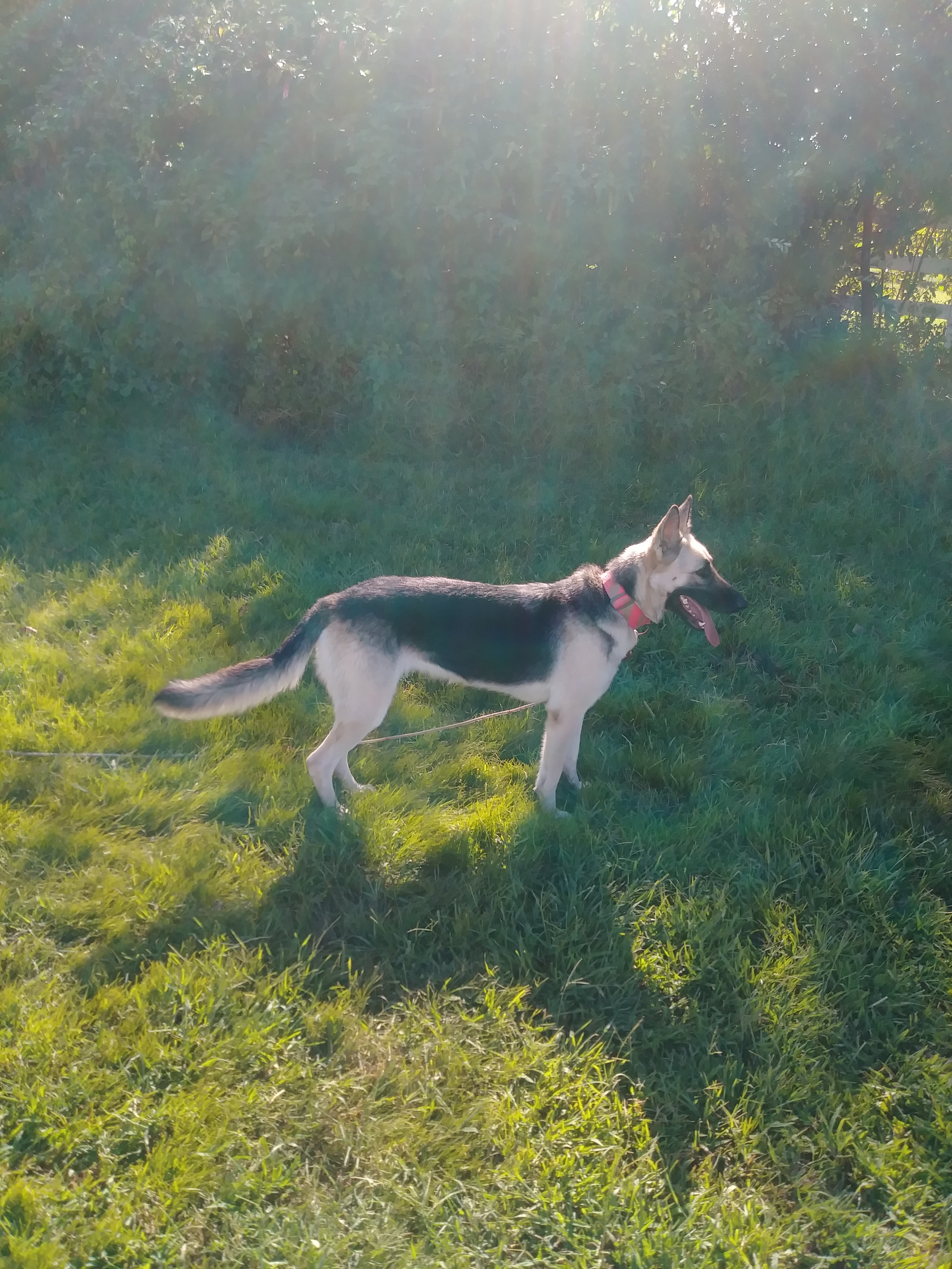 ANNIE, an adoptable German Shepherd Dog in Owensboro, KY, 42302 | Photo Image 3