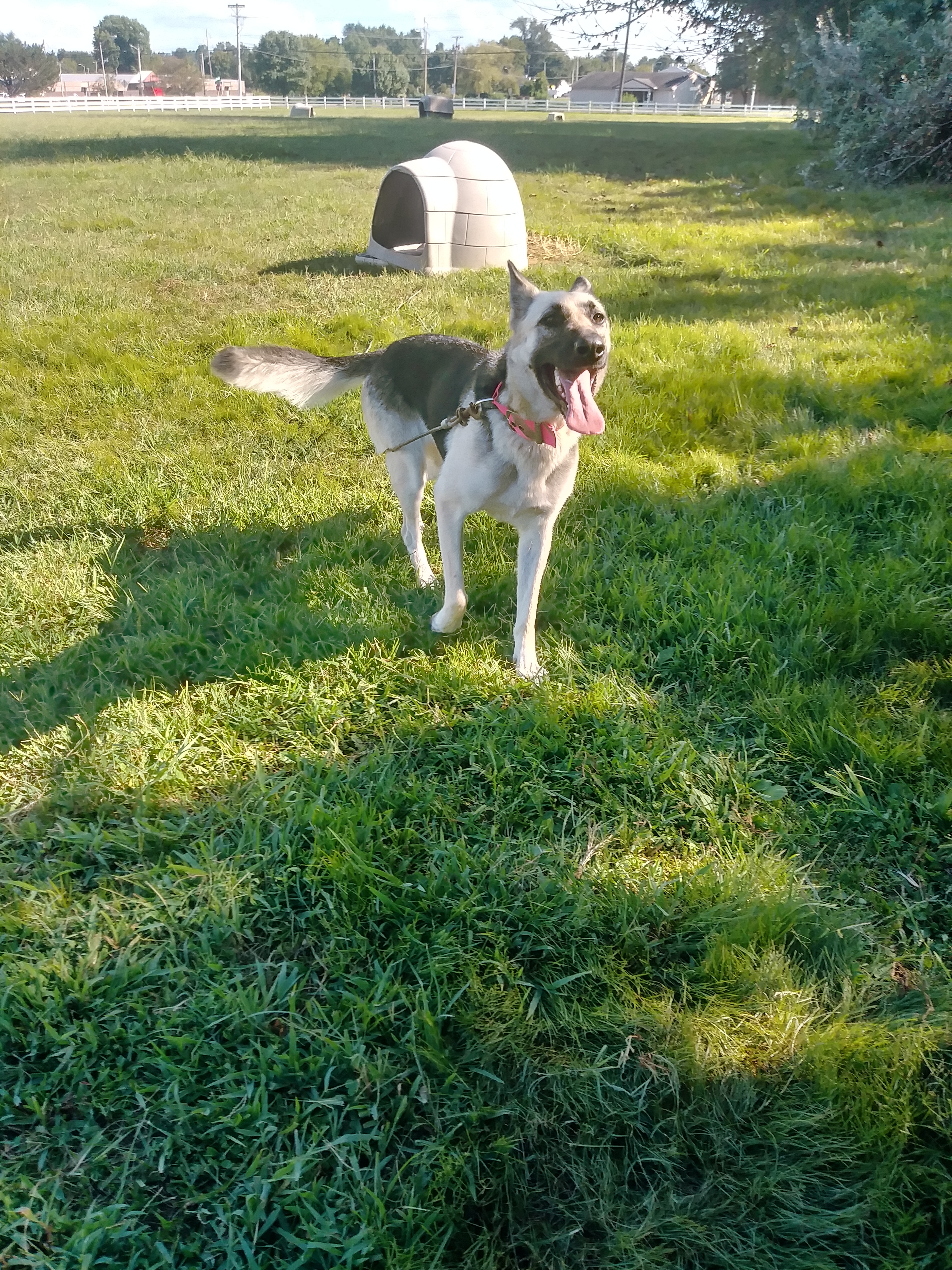 ANNIE, an adoptable German Shepherd Dog in Owensboro, KY, 42302 | Photo Image 4