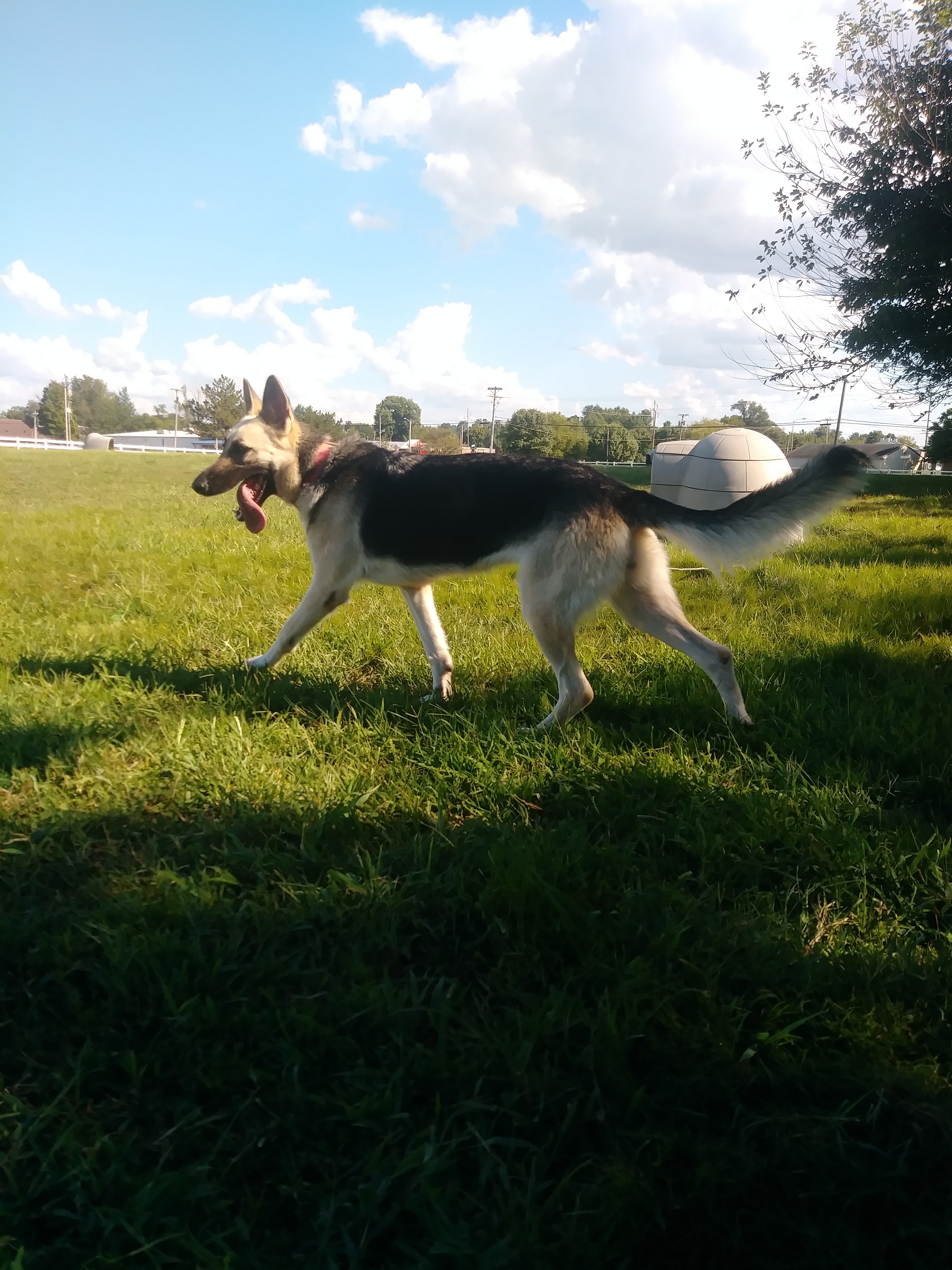 ANNIE, an adoptable German Shepherd Dog in Owensboro, KY, 42302 | Photo Image 5